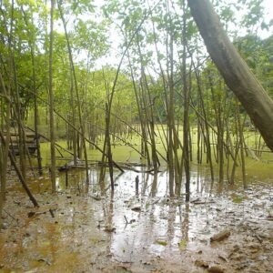 Alternative view of Swamp Thing Kratom Blend