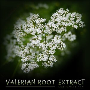 Valerian Root Extract (0.8% Valeric Acid) – Valeriana Officinalis