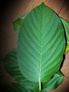 Alternative view of Sumatran White Vein